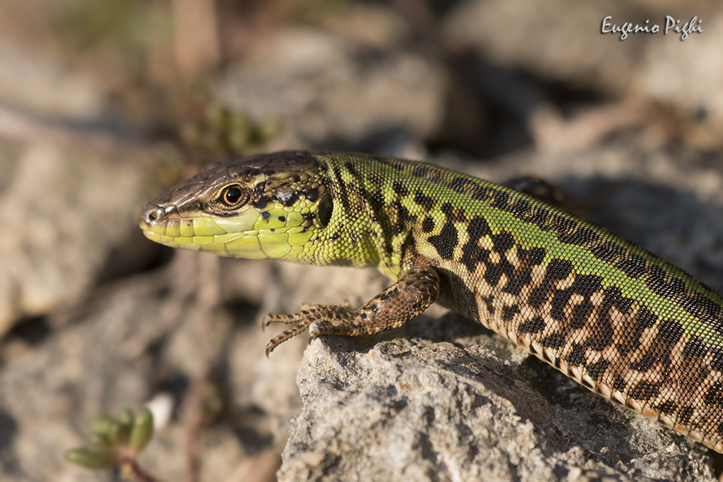 Northern Italian Wall Lizard (Subspecies Podarcis siculus campestris) ·  iNaturalist