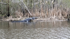 Alligator mississippiensis