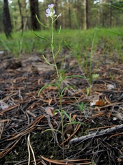 Dontostemon integrifolius