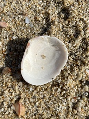 Semele rubropicta
