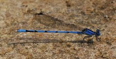 Argia lacrimans