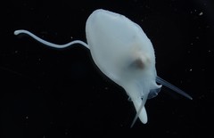 Divariscintilla yoyo