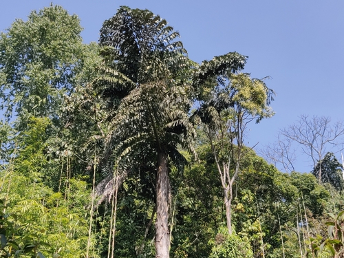Caryota obtusa