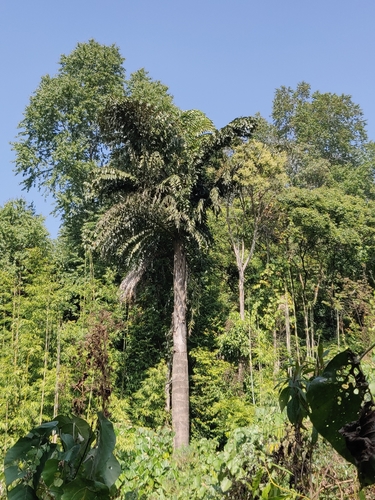 Image of Caryota obtusa by (c) T R Shankar Raman, some rights reserved (CC BY)