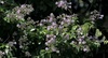 Maripa scandens - Photo (c) coqwallon, some rights reserved (CC BY-NC), uploaded by coqwallon