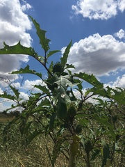 Datura stramonium
