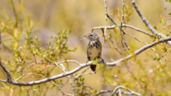 Anairetes flavirostris