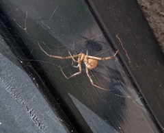 Latrodectus geometricus