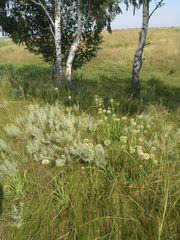Artemisia glauca, photograph Oleg Kosterin, CC BY, iNaturalist via GBIF