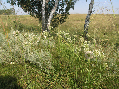 Artemisia glauca, photograph 4