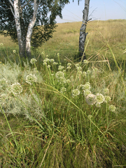 Artemisia glauca, photograph Oleg Kosterin, CC BY, iNaturalist via GBIF