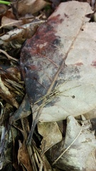 Centroctenus brevipes