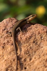 Trachylepis maculilabris