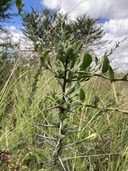 Gymnosporia buxifolia