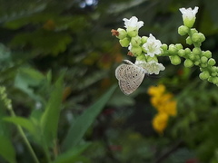 Zizula hylax pygmaea