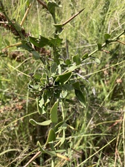 Gymnosporia buxifolia