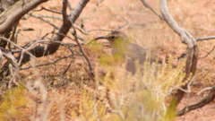 Upucerthia dumetaria