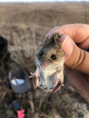 Reithrodontomys fulvescens