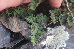 Oeosporangium