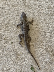 Sceloporus occidentalis