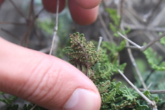 Oeosporangium