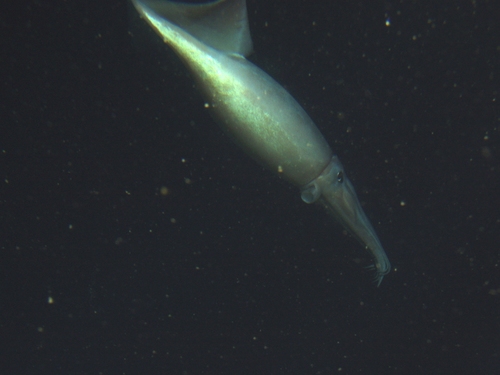 Humboldt Squid