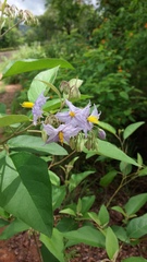 Solanum paniculatum