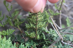 Oeosporangium