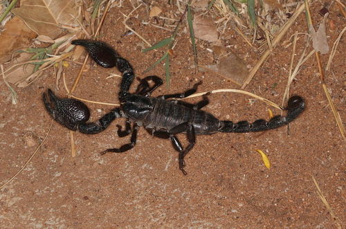 Pandinurus gregoryi