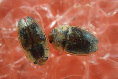 Epuraea fuscicollis