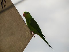 Brotogeris tirica