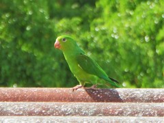 Brotogeris tirica