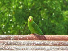Brotogeris tirica