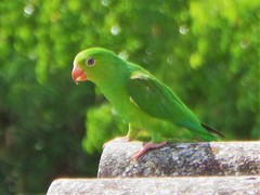 Brotogeris tirica