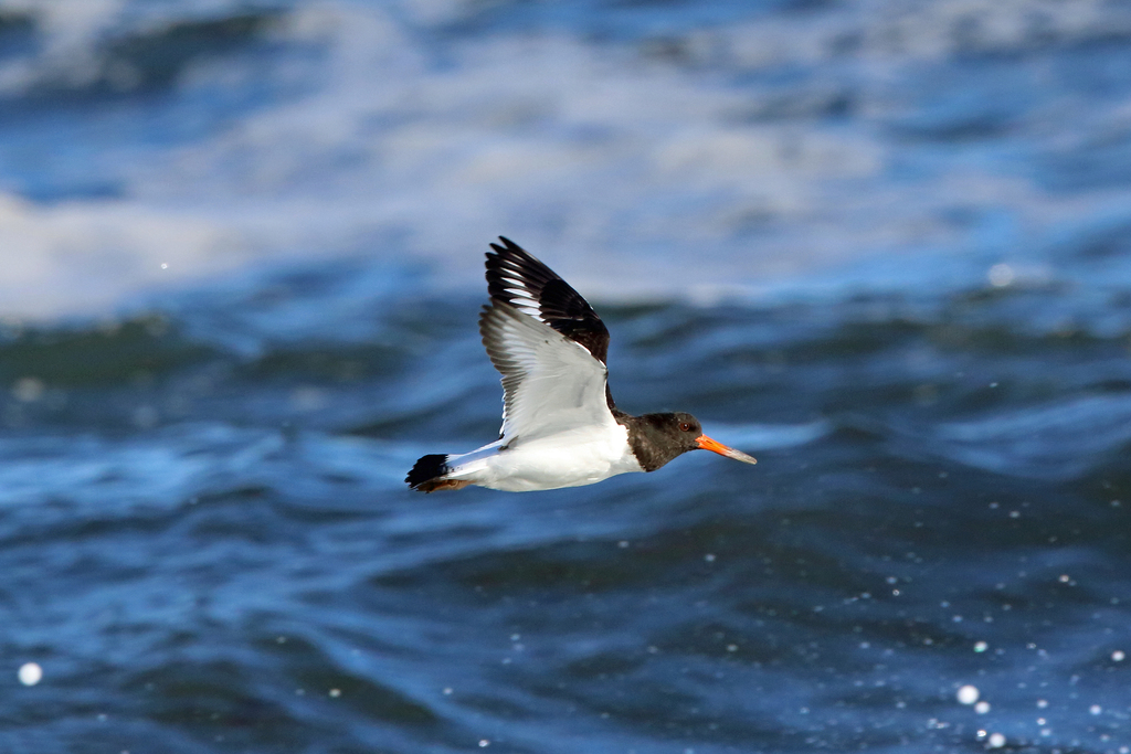 European Oystercatcher