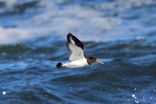 European Oystercatcher