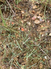 Microcharis galpinii