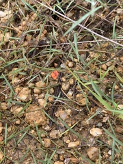 Microcharis galpinii