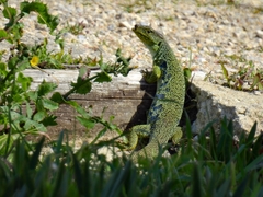 Timon lepidus lepidus