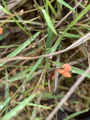 Microcharis galpinii