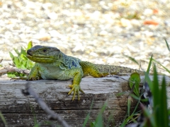 Timon lepidus lepidus