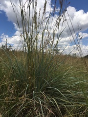 Poaceae