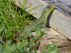 Timon lepidus lepidus