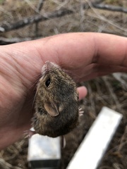 Reithrodontomys fulvescens
