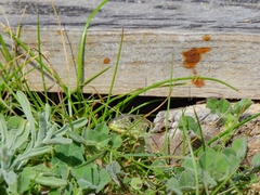 Timon lepidus lepidus