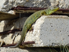 Timon lepidus lepidus