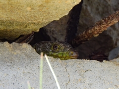 Timon lepidus lepidus