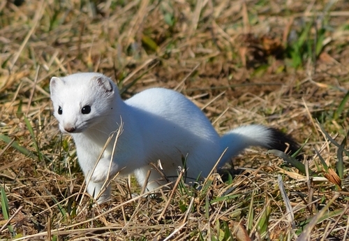 Eurasian Stoat