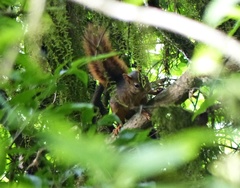 Sciurus ignitus