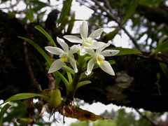 Maxillaria lutescens